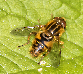 Parheliophilus frutetorum