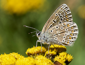 Polyommatus icarus 