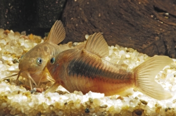Corydoras aeneus