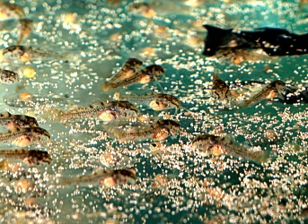 Corydoras aeneus