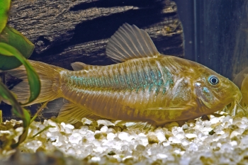 Corydoras aeneus