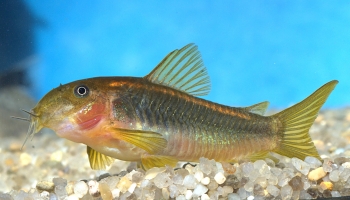 Corydoras aeneus (Peru Gold)