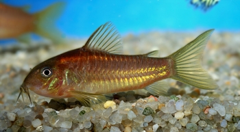 Corydoras aeneus (Red Peru)
