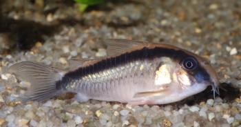 Corydoras arcuatus