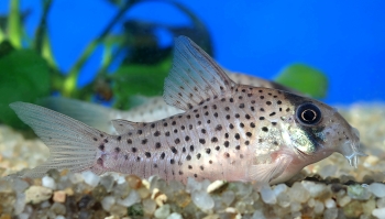 Corydoras atropersonatus