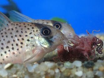 Corydoras atropersonatus
