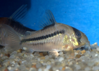 Corydoras axelrodi