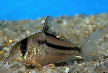 Corydoras axelrodi