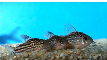 Corydoras belineatus