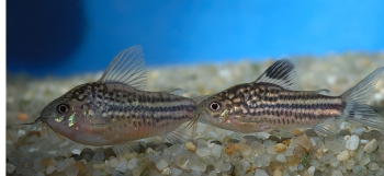 Corydoras belineatus