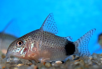 Corydoras caudimaculatus