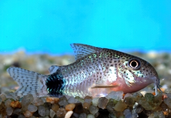 Corydoras caudimaculatus