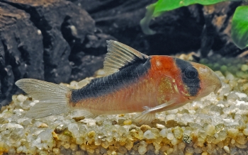 Corydoras duplicareus