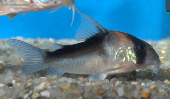 Corydoras duplicareus