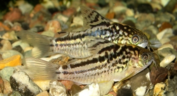 Corydoras elegans
