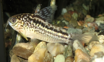 Corydoras elegans