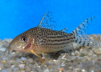 Corydoras haraldschultzi