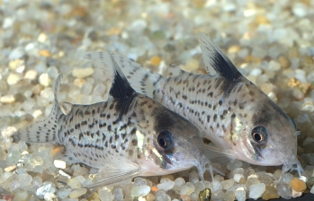 Corydoras leucomelas