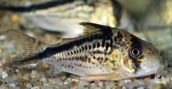 Corydoras Loxozonus