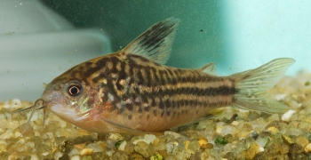 Corydoras napoensis