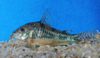 Corydoras paleatus