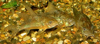 Corydoras paleatus