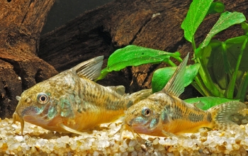 Corydoras paleatus