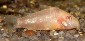 Corydoras paleatus