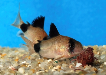 Corydoras panda