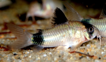 Corydoras panda