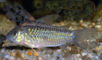 Corydoras pestai