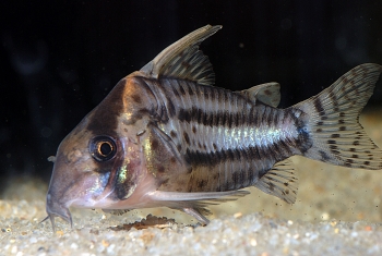 Corydoras pulcher