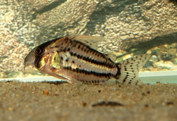 Corydoras pulcher