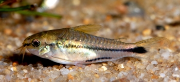 Corydoras pygmaeus
