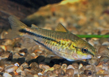 Corydoras pygmaeus