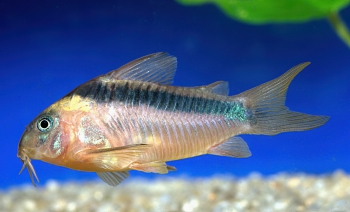 Corydoras rabauti