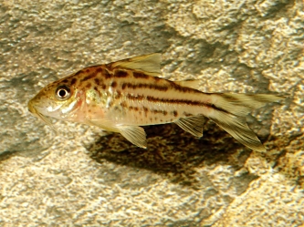 Corydoras robinae
