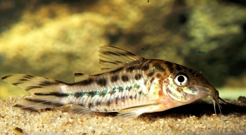 Corydoras robinae