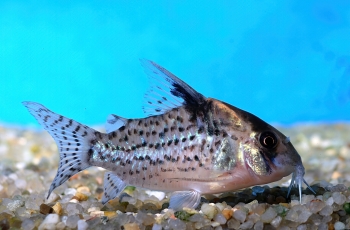 Corydoras schwartzi