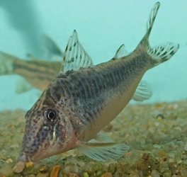 Corydoras semiaquilius