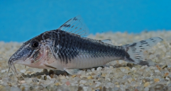 Corydoras semiaquilius