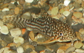 Corydoras sterbai