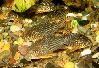 Corydoras sterbai