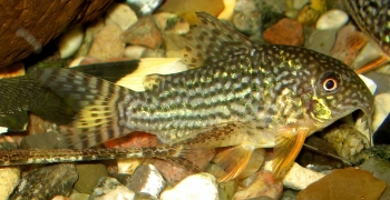 Corydoras sterbai