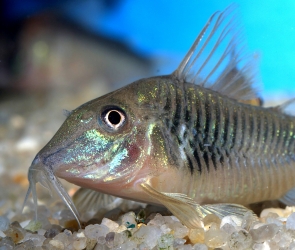 Corydoras syenocephalus