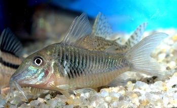 Corydoras syenocephalus