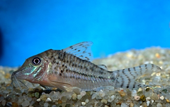 Corydoras vittatus