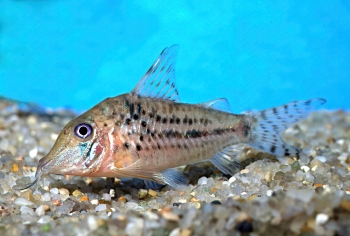 Corydoras vittatus