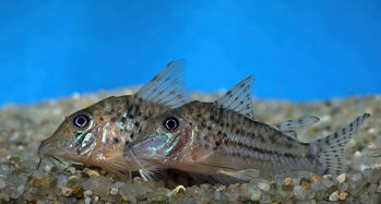 Corydoras vittatus