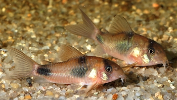 Corydoras weitzmani